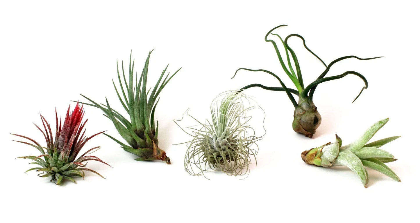 5 Pack Assorted Live Tillandsia Air Plants - Exotic Low Maintenance Indoor Plants - Tillandsia spp. for Home Decor & Terrariums