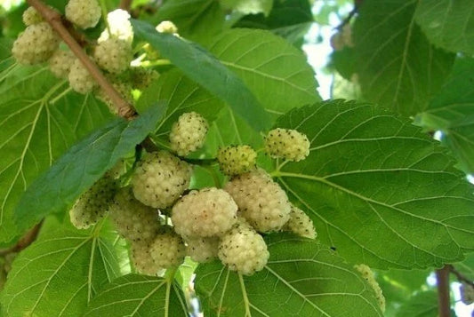 Organic White Mulberry Seeds Pack - Morus alba Heirloom, Non-GMO, Fruit-Producing, 50+ Seeds for Garden and Landscape