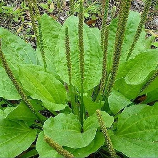 Organic Bare Root Plantago Major Broadleaf Plantain - Live 3-4 Inch Herbal Medicinal Plants (4 Pack)