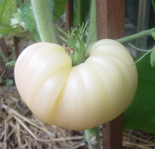 Great White Tomato Seeds - Heirloom Organic NON-GMO Beefsteak Variety - Solanum lycopersicum, 120+ Seeds, Full Sun, Indeterminate