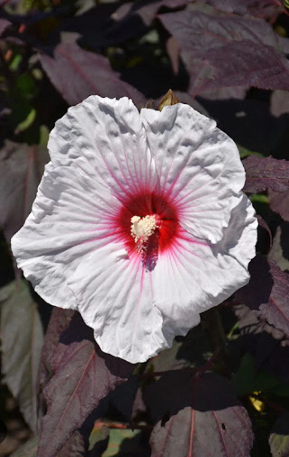 Mocha Moon Hibiscus Plant - Small Rooted Starter with 8-10 Inch Blooms - Hibiscus moscheutos - Tropical Flowering Perennial