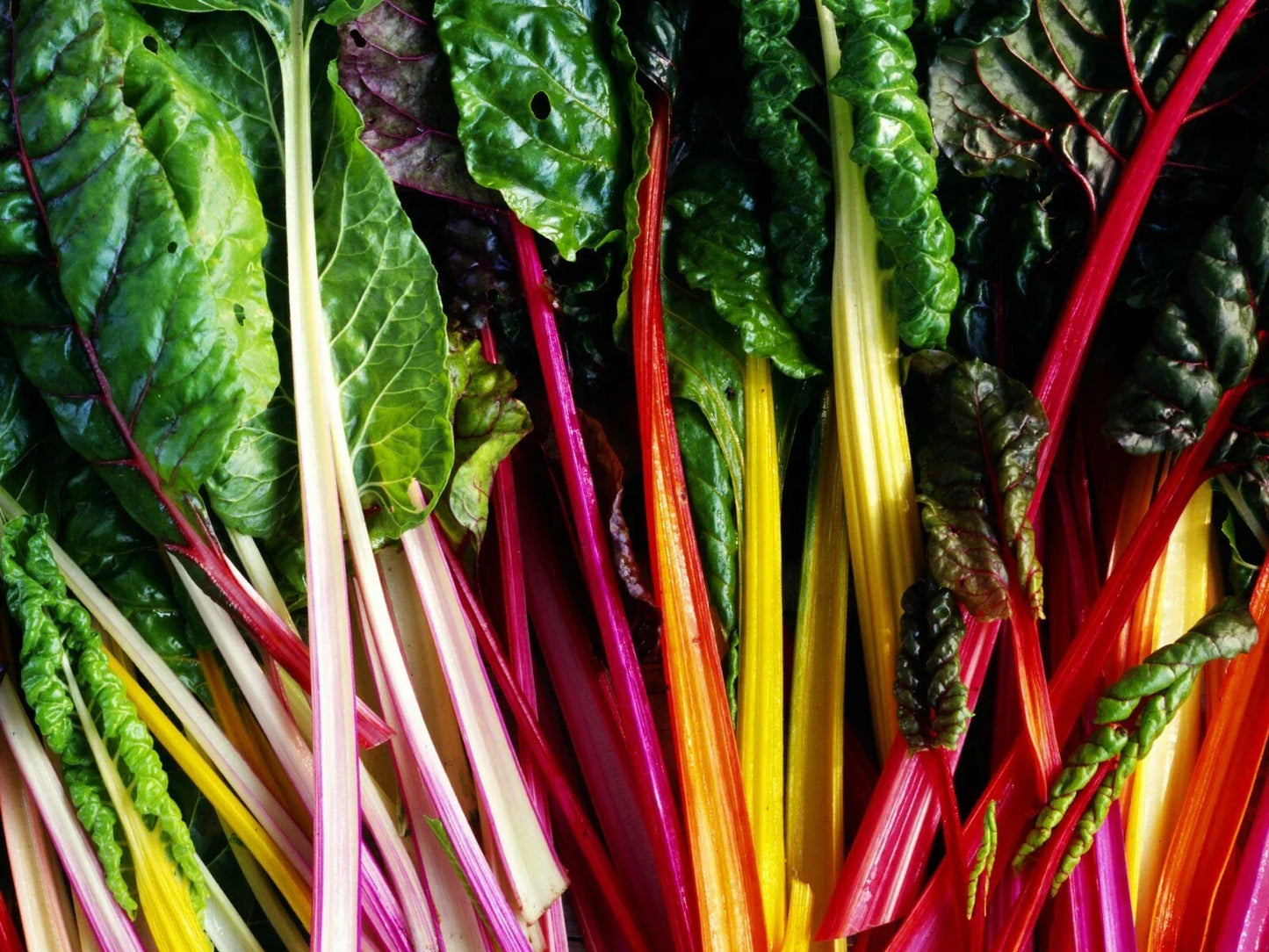 Rainbow Swiss Chard Seeds - 50+ Pack, Beta vulgaris var. cicla, Colorful Stems, Perpetual Greens, Non-GMO, USA