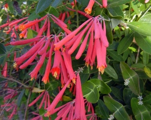 Native Coral Honeysuckle Live Starter Plant, Lonicera sempervirens 'Honey Coral', Bright Coral Flowers, Pollinator Friendly