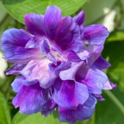 Spanish Blue Eyes Morning Glory Seeds - 20 Pack - Climbing Vine Annual Flowers - Ipomoea indica
