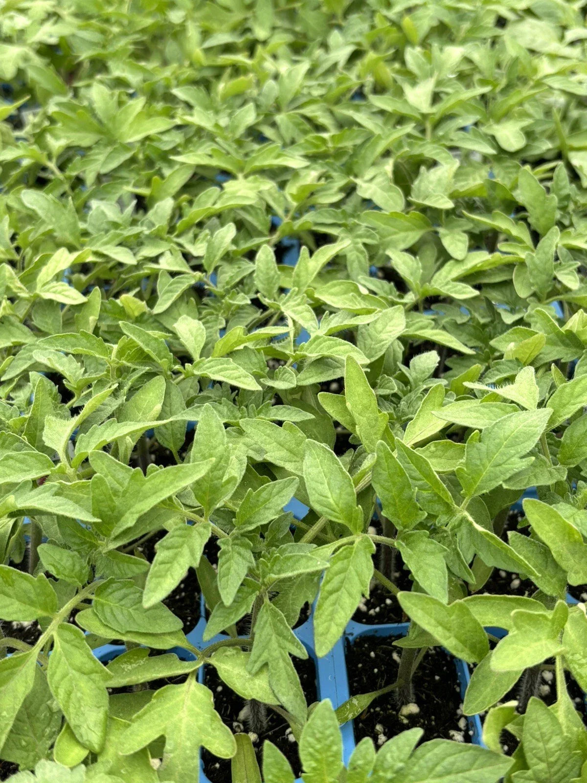 Cherokee Purple Tomato Live Plants - Heirloom Solanum lycopersicum, 6-10 Inches, Purple Heirloom Tomato Plants, Bountiful Harvest