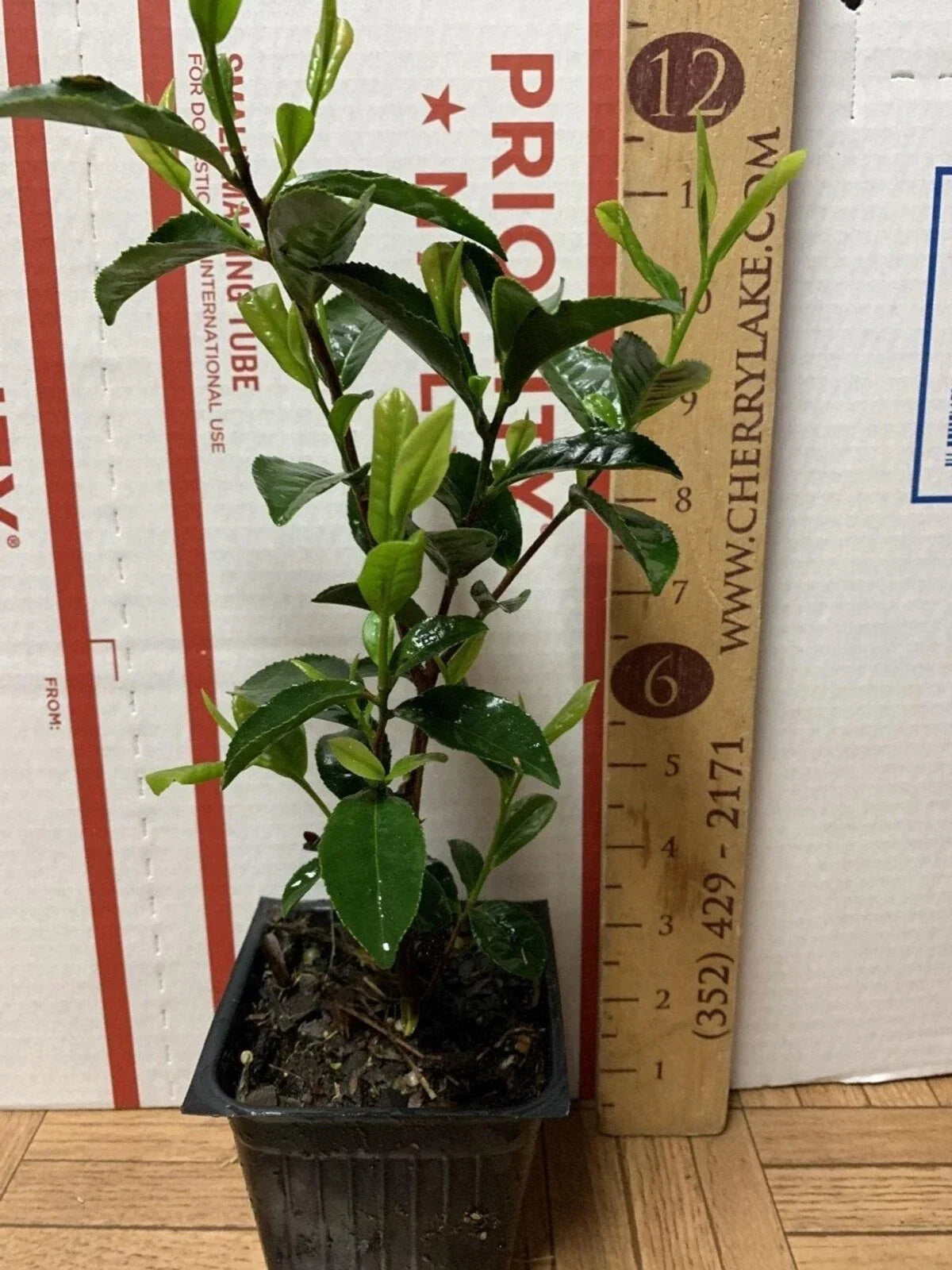 Camellia sinensis Tea Plant Starter – 3 Inch Green Tea Plant for Home Garden, Indoor or Outdoor Cultivation