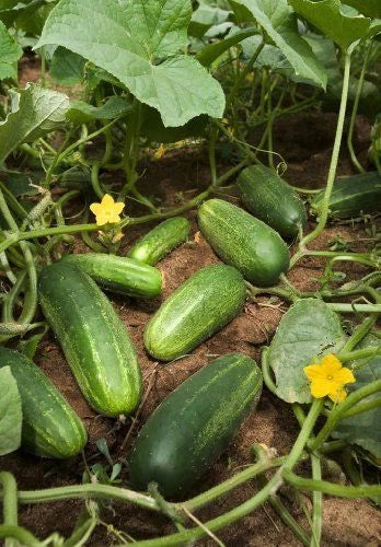 National Pickling Cucumber Seeds, Organic, Non-GMO, Open Pollinated, Cucumis sativus, for Home Gardening & Canning
