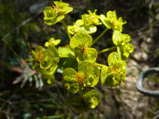Mole Plant Seeds - 5 Heirloom Euphorbia lathyris Seeds for Gardens, Borders & Natural Areas - Free Shipping
