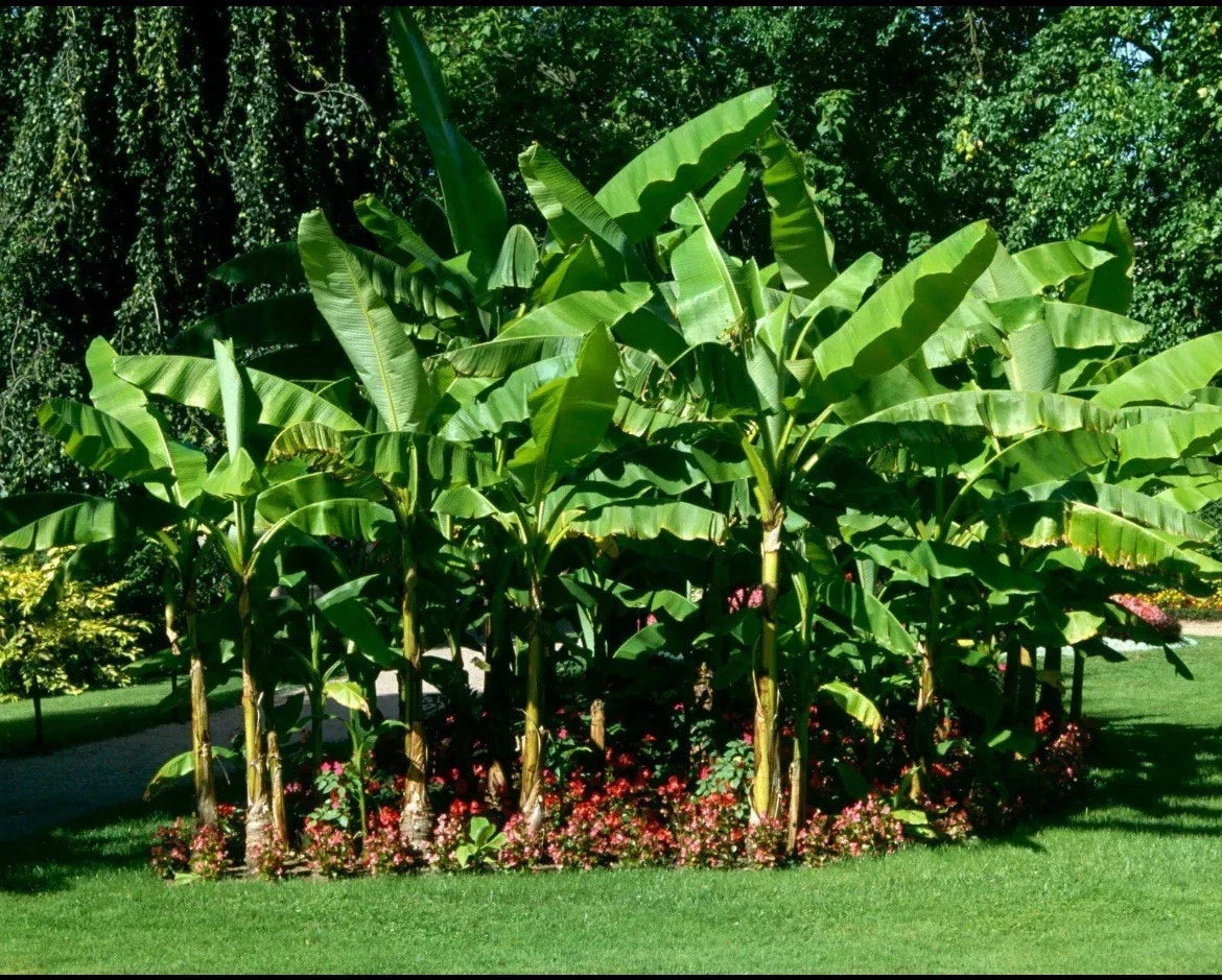 Cold Hardy Banana Tree Starter Plant, Musa spp., Tropical Indoor/Outdoor Garden, Small Rooted Musa for Pots & Garden Beds
