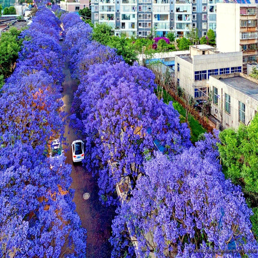 Jacaranda Fern Tree Seeds – Tropical Blue Flowers – Mimosifolia acutifolia – Exotic Garden Plant Seeds – Pack of 10