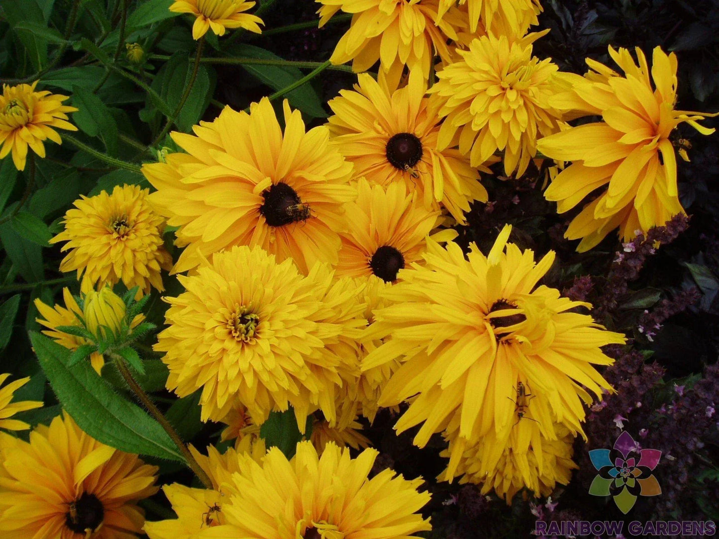 Double Golden Gloriosa Rudbeckia Seeds - 200+ Perennial Flower Seeds for Garden, Rudbeckia hirta, Vibrant Golden Blooms