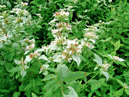 Mountain Mint Seeds Pack – Native Wildflower Edible Herb – Drought Tolerant, Pollinator Attractant – Pycnanthemum spp.