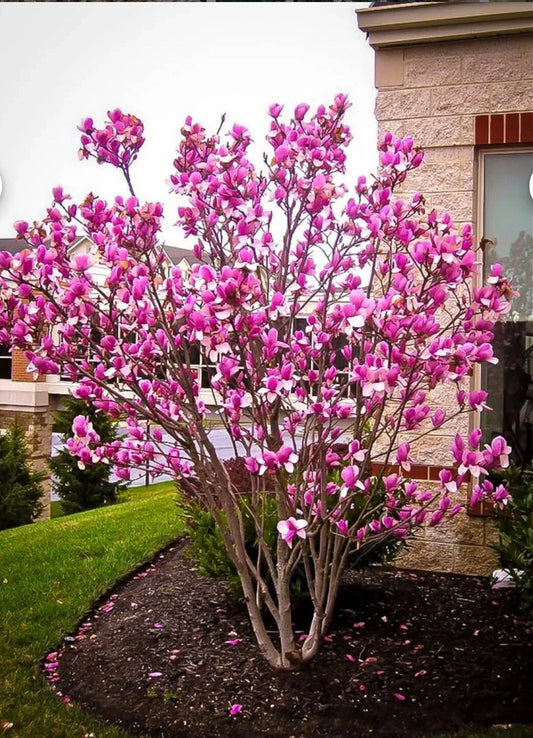 Magnolia Hybrid Tree in 1 Gallon Pot | Fragrant Blooms | Magnolia x soulangeana | Garden Landscape Tree