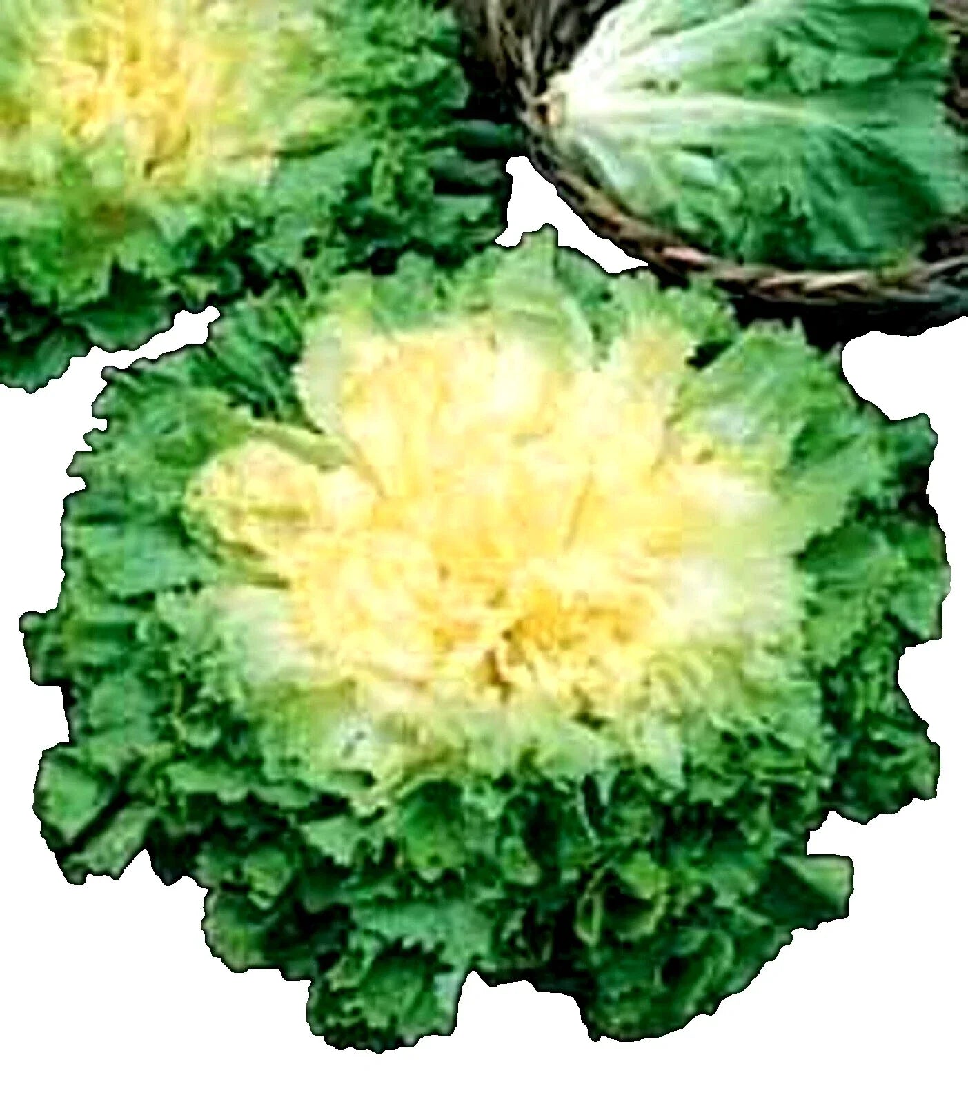 Full Heart Escarole Seeds 300+ Non-GMO Cichorium endivia for Home Gardening and Culinary Use