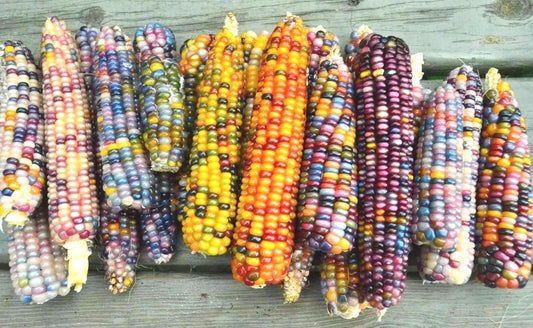 Ornamental Rainbow Indian Corn Seeds - 50+ Heirloom Zea mays for Summer & Fall Garden, Multi-Color Decorative Corn Seeds