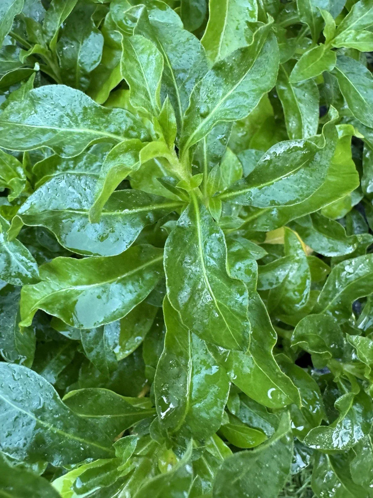 Sissoo Spinach Cuttings – 5 Fresh Unrooted Stems 5-6 Inches – Brazilian Variety Sambucus for Gardening and Propagation