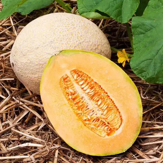 Hales Best Jumbo Cantaloupe Seeds - Heirloom Non-GMO Cucumis melo, Sweet Juicy Melons, 1050 Pack, Full Sun, Easy to Grow