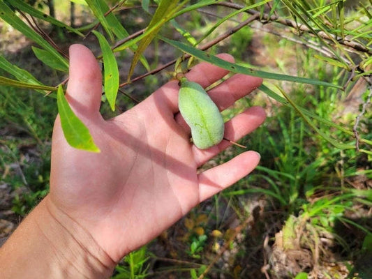 Narrowleaf Pawpaw Seed | Rare Florida Native Fruit Plant | Asimina longifolia | Edible Landscape & Pollinator Attractant