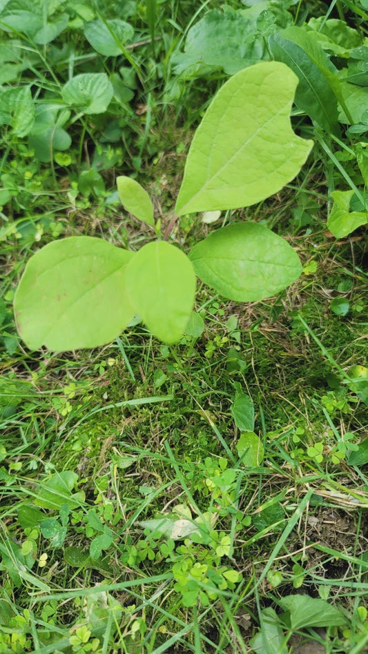 Organic Sassafras Tree Bare Root 6 Pack | Sassafras albidum for Landscaping & Wildlife Habitat