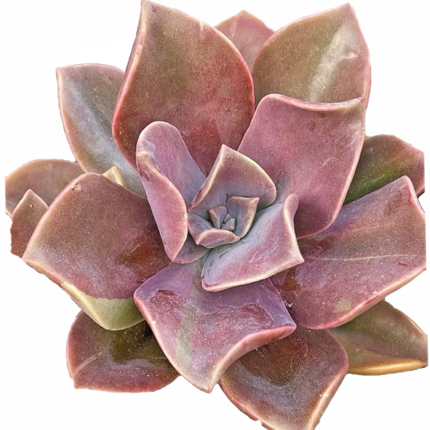 4-Inch Graptoveria Dusty Fred Ives Succulent, Rare Live Plant, Easy Care Indoor Houseplant, Gray Green Rosette, Compact for Small Spaces