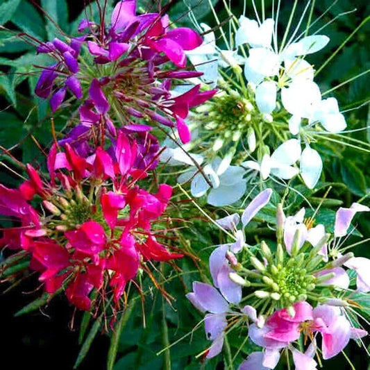 Mixed Colors Cleome Seeds - Non-GMO Flower Seeds for Garden Planting - Cleome hassleriana, Vibrant Blooming Annuals