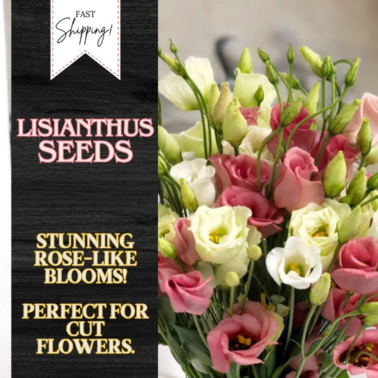 Lisianthus Seeds - 100 Non-GMO Heirloom Flower Seeds - Eustoma grandiflorum for Garden Beds & Cut Flowers