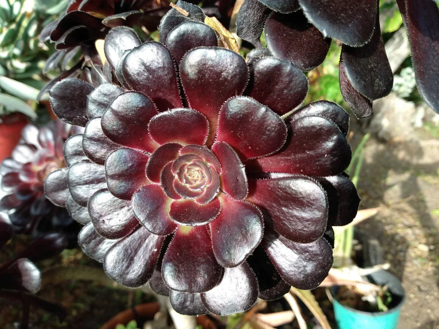 Aeonium Zwartkop Black Rose Succulent Plant 4-6 Inch Live Rooted Plant Indoor Outdoor Decor
