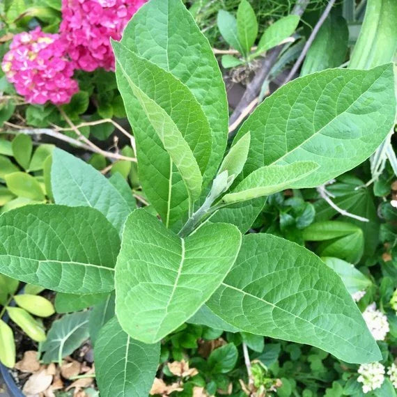 African Bitter Leaf Live Starter Plant – Vernonia amygdalina, Medicinal Herb for Diabetes & Natural Health Benefits
