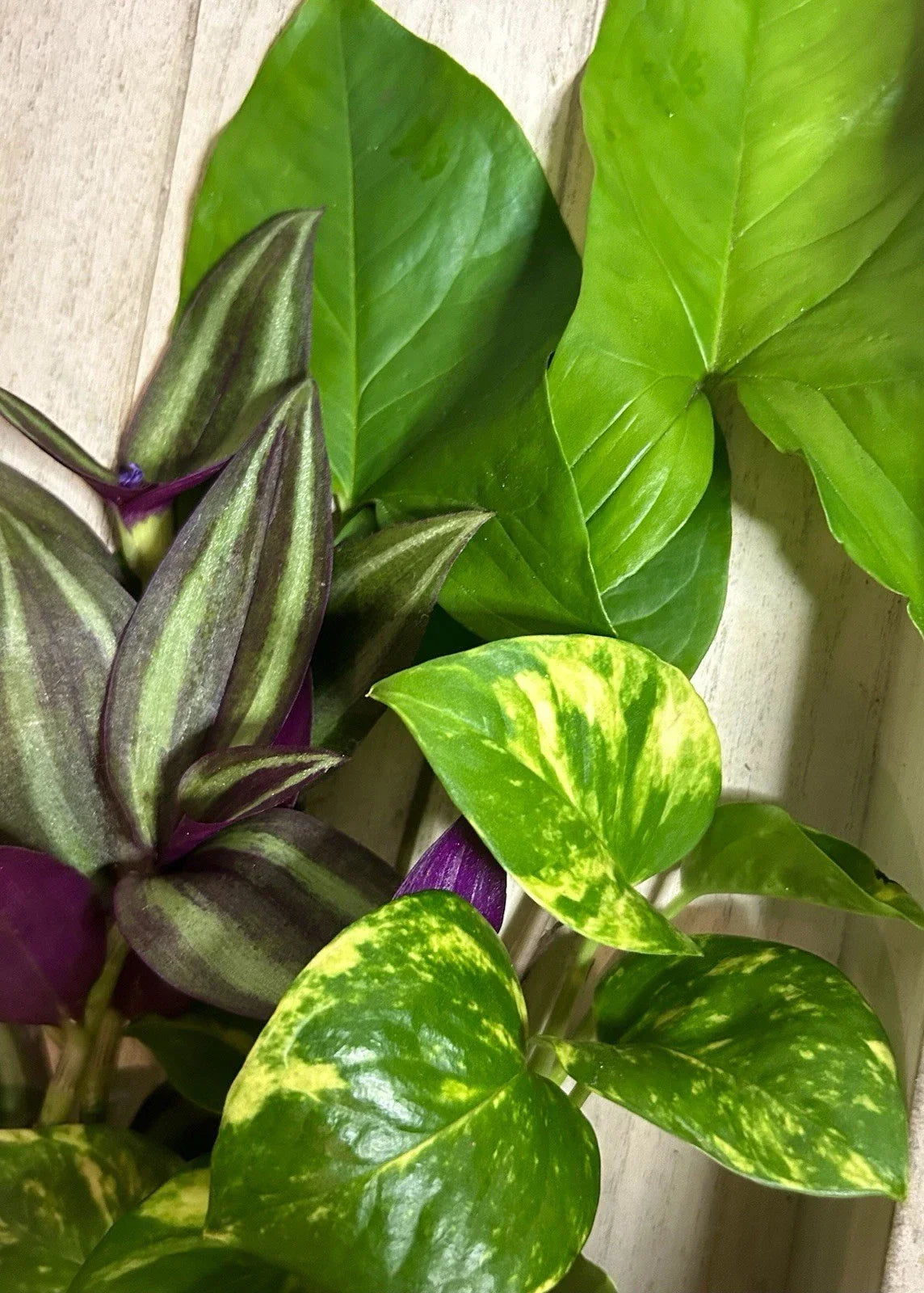 15 Rooted Indoor Plant Cuttings Set | Arrowhead Vine, Pothos, Wandering Jew | Syngonium podophyllum, Epipremnum aureum, Tradescantia zebrina