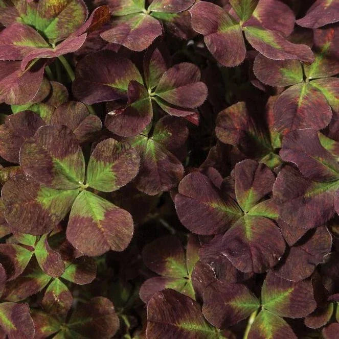 Live Starter Plant Trifolium '4 Luck Coco Mint' Burgundy-Green Ground Cover Clover Trifolium repens Zones 4-10