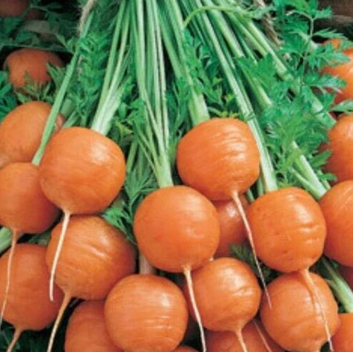 Parisian Carrot Seeds Mix, Over 1000 Non-GMO Annual Root Vegetable Seeds, Daucus carota for Garden, Raised Bed & Survival Planting