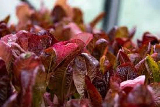 Organic Heirloom Seed - Super Red Romaine Lettuce - Lactuca sativa - Premium Non-GMO, Edible Leafy Greens for Salads and Gardening