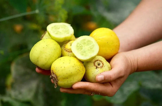 Lemon Cucumber Seeds - 50+ Organic Heirloom, Non-GMO, Cucumis sativus, Unique Lemon-Shaped, Vining Annual for Salad & Pickling