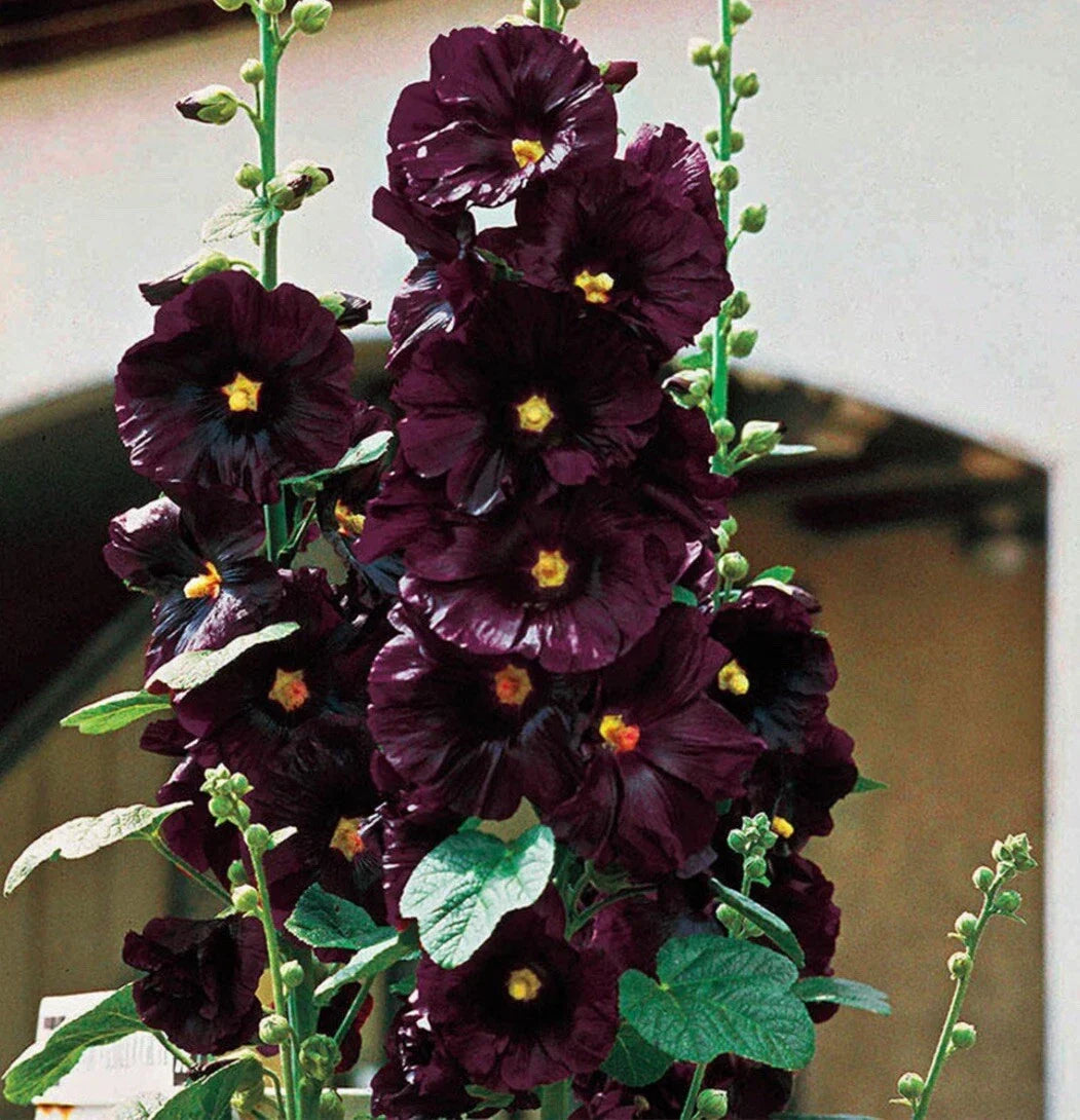 Black Hollyhock Seeds - 25+ Dark Purple Flowers - Alcea rosea 'Nigra' - Cottage Garden, Pollinator Attracting, Non-GMO