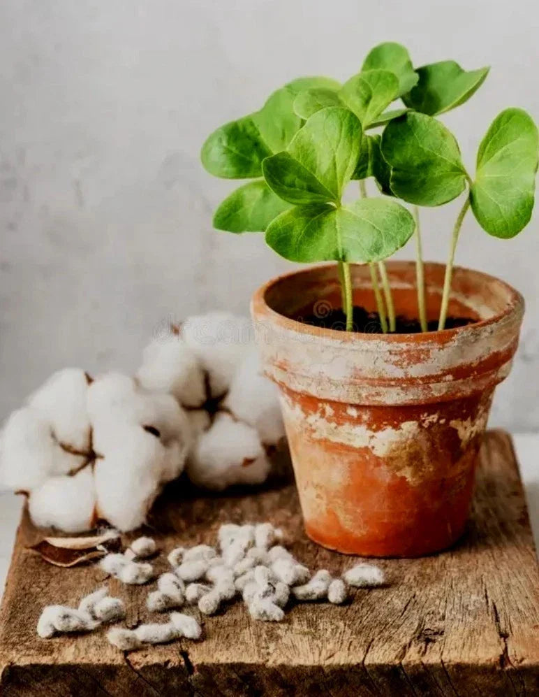 50+ White Cotton Seeds, Germination Tested, Easy to Grow, Gossypium - Fast Growth, Non-GMO, USA