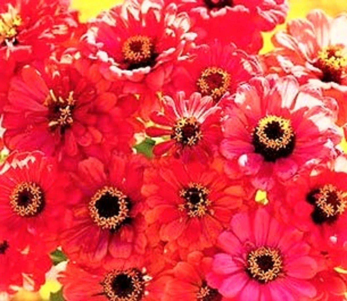 Zinnia Seeds Salmon Queen - Non-GMO Flower Garden Seeds - Zinnia elegans - Over 100 Seeds for Borders & Containers