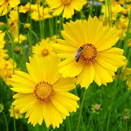 Lance Leaf Coreopsis Seeds Pack of 200-4000 | Non-GMO, Perennial Yellow Flowers | Coreopsis lanceolata for Pollinator Gardens