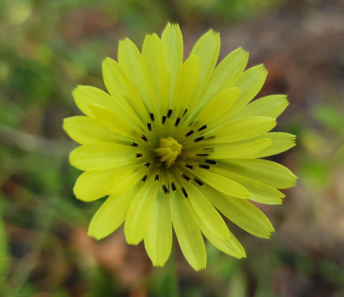 Carolina Desert Chicory Seeds - Native Florida Wildflower - Pyrrhopappus Carolinianus - Drought-Tolerant Perennial Plant, 25 Seeds