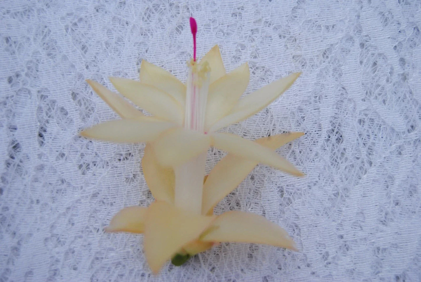 Christmas Cactus Starter Plant - Comet Schlumbergera Truncata - Easy Care Indoor Succulent with Vibrant Blooms