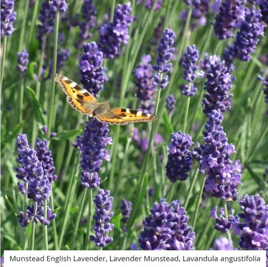 Lavender Seeds - 200 Non-GMO Munstead Lavandula angustifolia Perennial Flower Seeds for Garden, Container, Aromatherapy