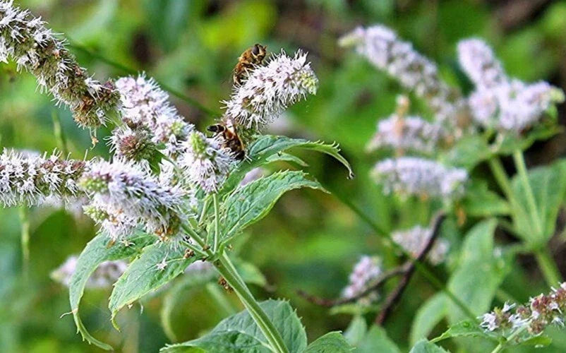 Peppermint Seeds 100 Organic Mentha Piperita Perennial Culinary Herb Non-GMO