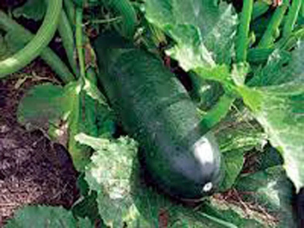 Heirloom Long Dark Green Zucchini Seeds, Non-GMO Cucurbita pepo, Bush-Type, 100+ Seeds for Home Garden & Container Planting