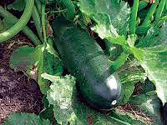 Heirloom Long Dark Green Zucchini Seeds, Non-GMO Cucurbita pepo, Bush-Type, 100+ Seeds for Home Garden & Container Planting