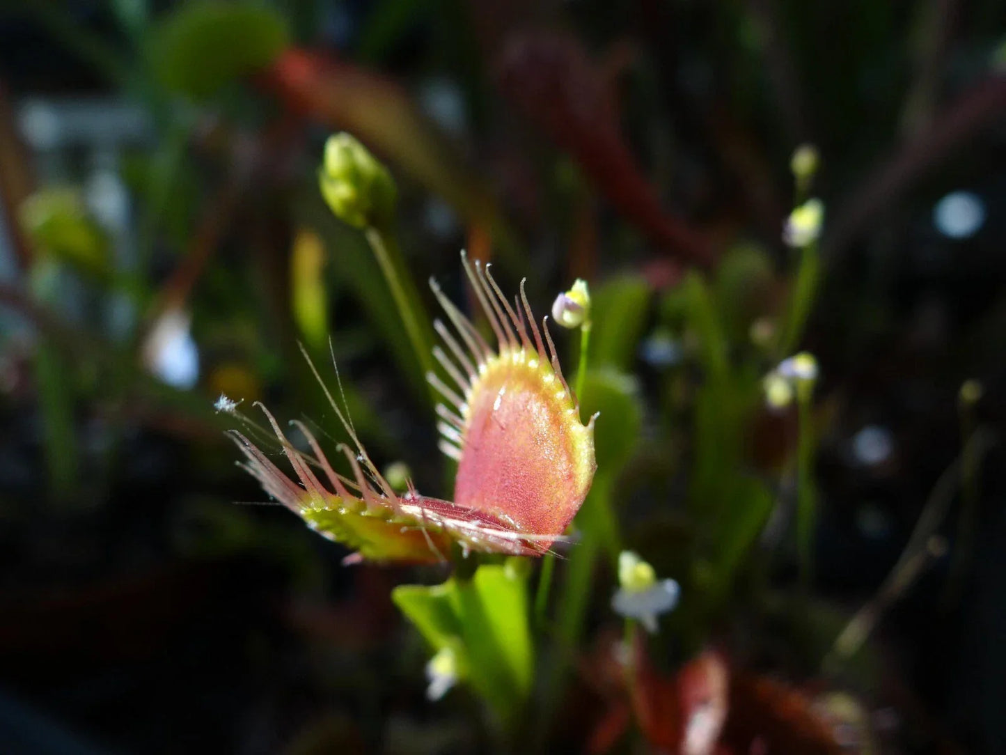 Venus Flytrap Potted Plant - Adult Dionaea muscipula - Carnivorous Indoor Houseplant for Gardening