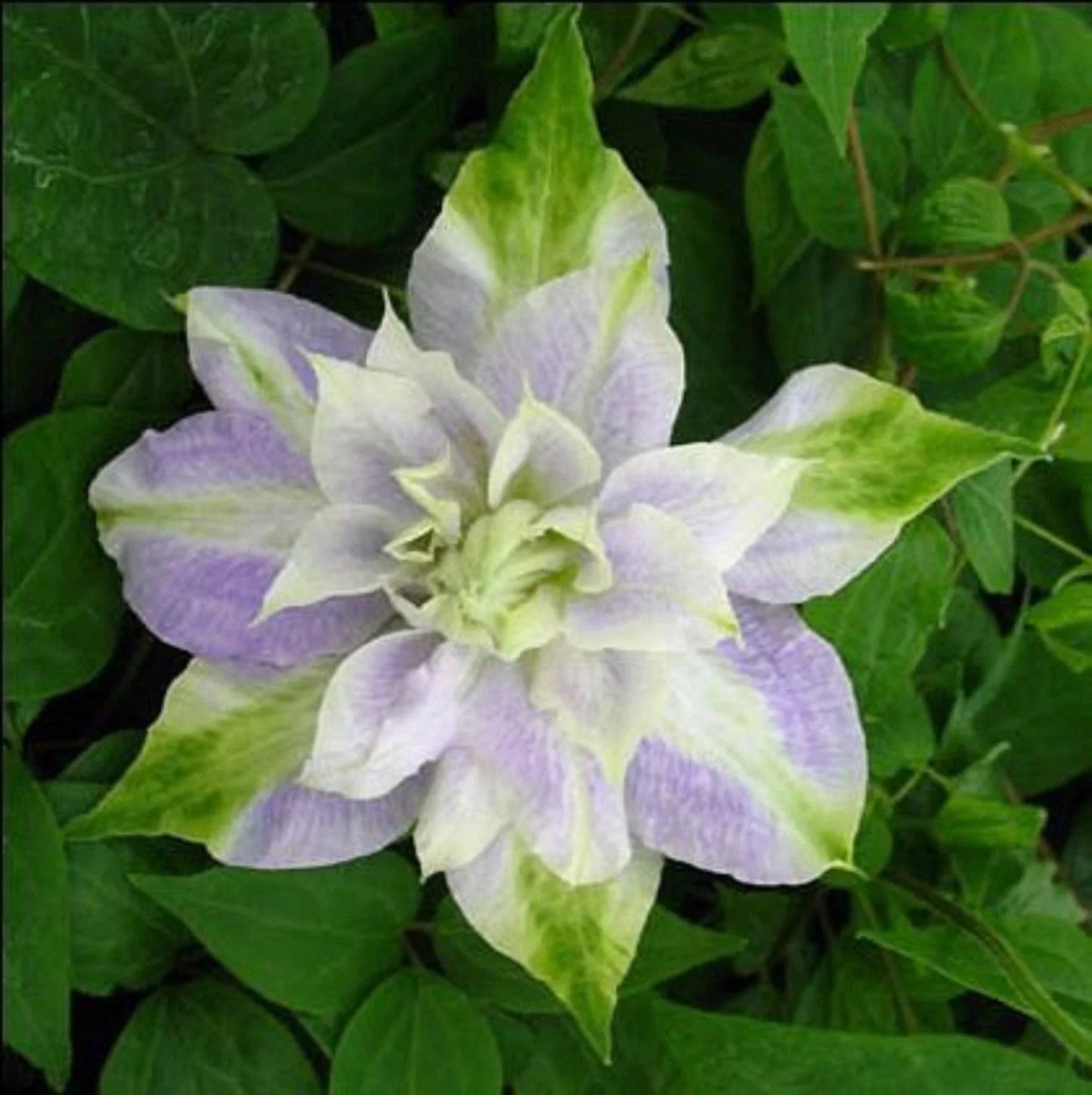 Clematis Seeds - 25 Double Purple Green Perennial Flower Seeds for Climbing Vines, Garden Trellises, Fences, Arbors, Clematis spp.