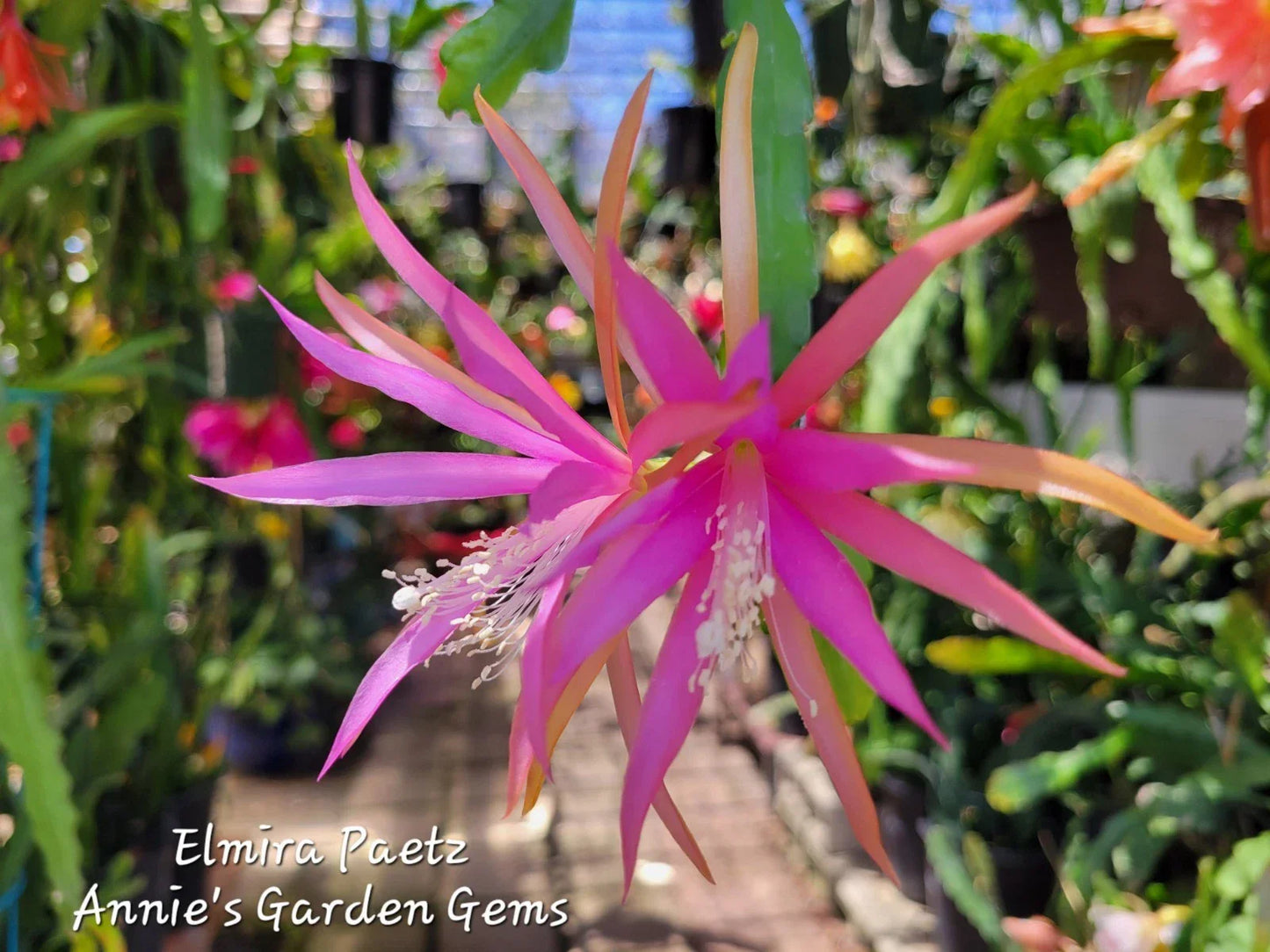 Epiphyllum Cuttings 8-10 Inches Elmira Paetz Small Flowers Unrooted Succulent Variety