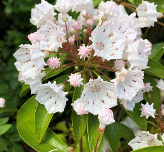 Live White Mountain Laurel Plant - Bare Root 1 Ft Kalmia latifolia Native Shrub for Gardens, Borders, and Containers
