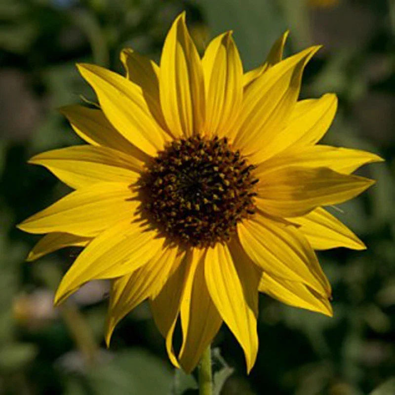 Golden Sunflower Seeds - 100 Count, Helianthus annuus, Classic Bright Yellow Blooms, Attracts Pollinators, Easy to Grow