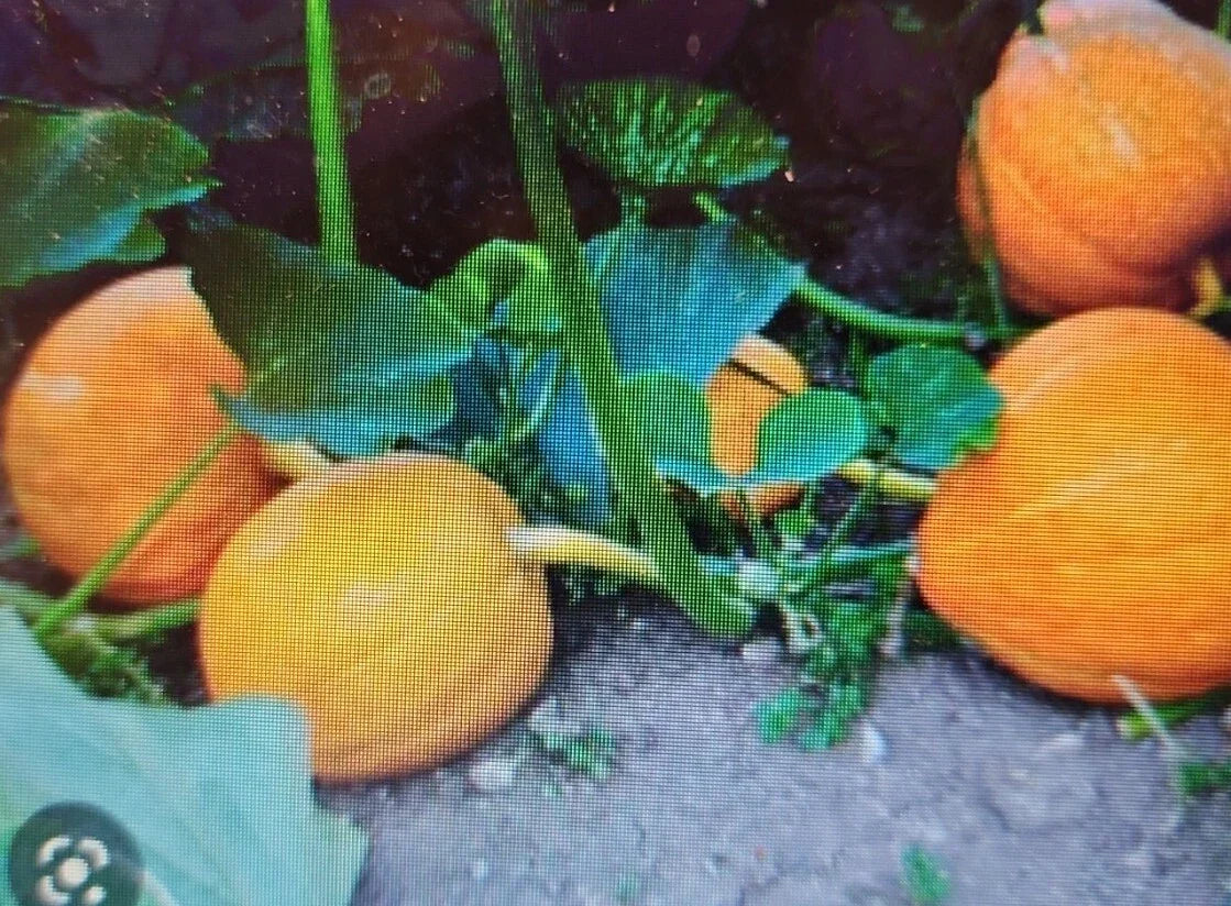 Sugar Pie Pumpkin Seeds 24 Count Non-GMO Heirloom Cucurbita pepo for Baking and Cooking