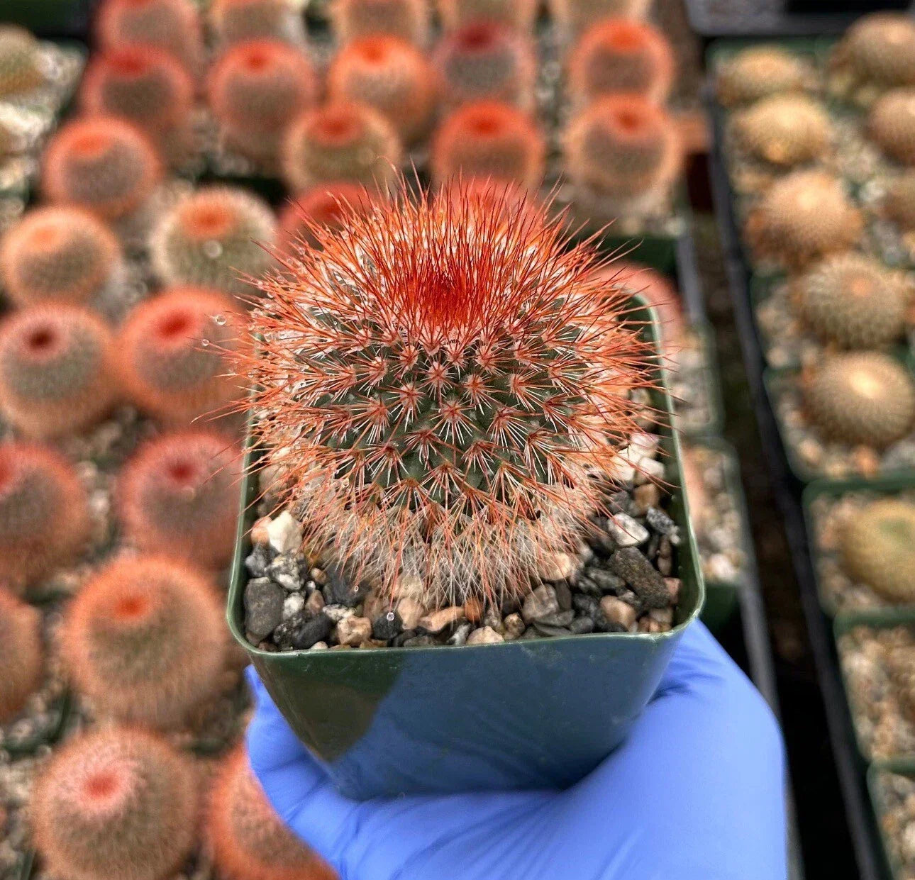 Red Headed Irishman Cactus 4-Inch Fully Rooted Mammillaria spinosissima Succulent for Home Decor, Unique Plant Gift